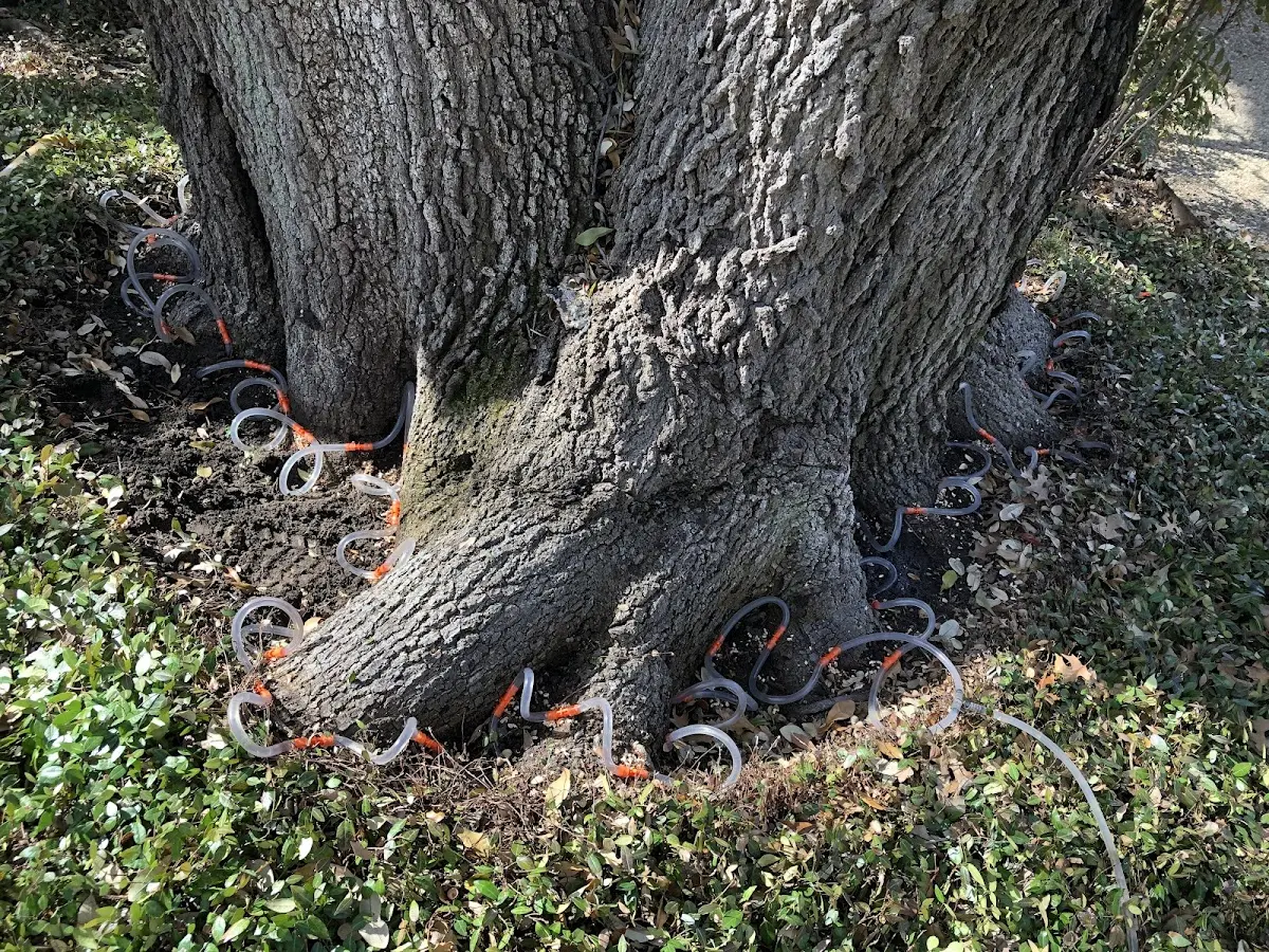 Detailed Tree Cabling and Bracing job site in Port Henry