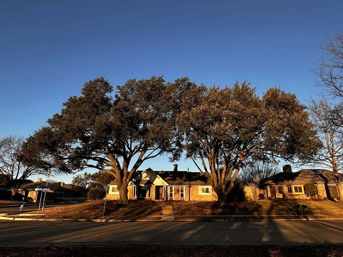 Established residential canopy tree shading a home in Port Henry